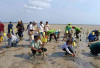 Hari Mangrove Sedunia 2026, Pemkab Belitung Tanam 1.000 Bibit Mangrove di Pantai Batu Bedil