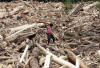 Kemenhut Izinkan Kayu Hanyut Dimanfaatkan untuk Percepatan Pemulihan Banjir Sumatera