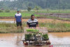 DKPP Belitung Bidik Produksi 1.691 Ton Padi pada 2026, Optimalkan Sawah Tidur