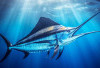 Daftar Ikan dengan Kandungan Merkuri Tinggi, Wajib Cek Sebelum Dikonsumsi