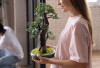 Awas Rezeki Seret! Jangan Taruh Bonsai di 2 Area Ini, Cek Aturan Feng Shui Terbaru