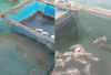 Tambang Ilegal di Laut Membalong Matikan Ikan Kerapu, Tokoh Adat Hingga Aparat Diduga Terlibat