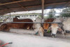 Harga Daging Sapi di Beltim Naik Jelang Idul Fitri 2026, Pedagang Siapkan Tambahan Stok